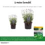 Lavendel (Lavandula angustifolia)